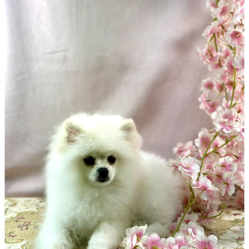 販売中の京都府のポメラニアン-441842の7枚目