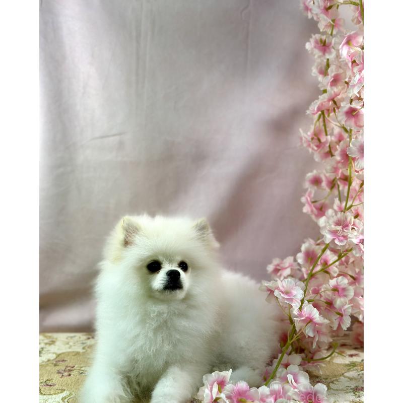 販売中の京都府のポメラニアン-441842の6枚目