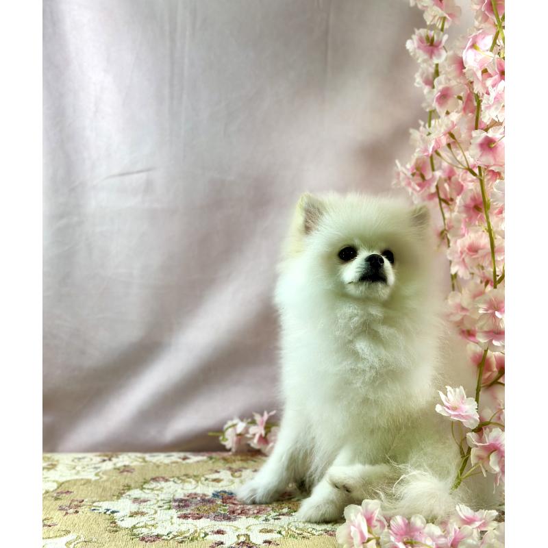 販売中の京都府のポメラニアン-441842の5枚目