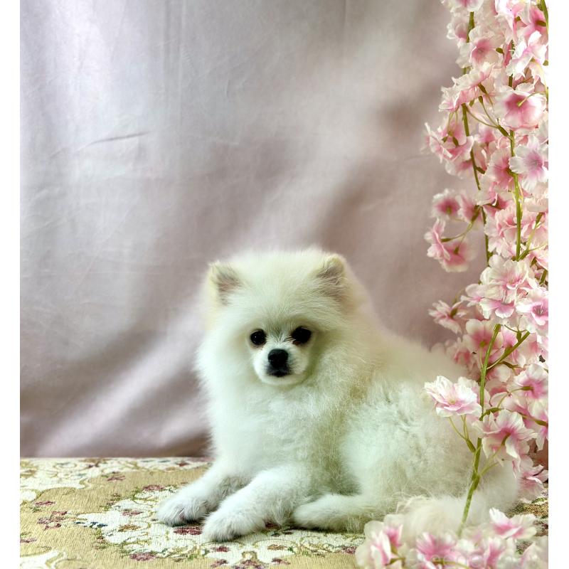 販売中の京都府のポメラニアン-441842の4枚目