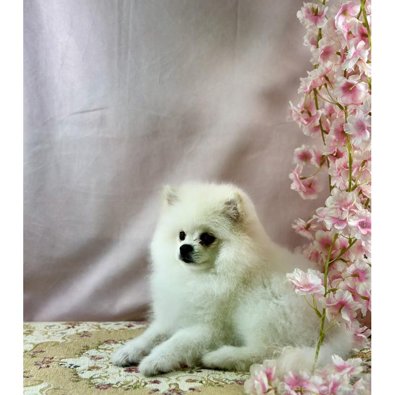 販売中の京都府のポメラニアン-441842の3枚目