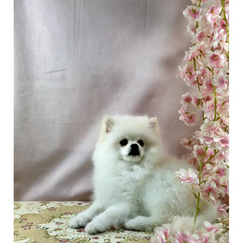 販売中の京都府のポメラニアン-441842の2枚目