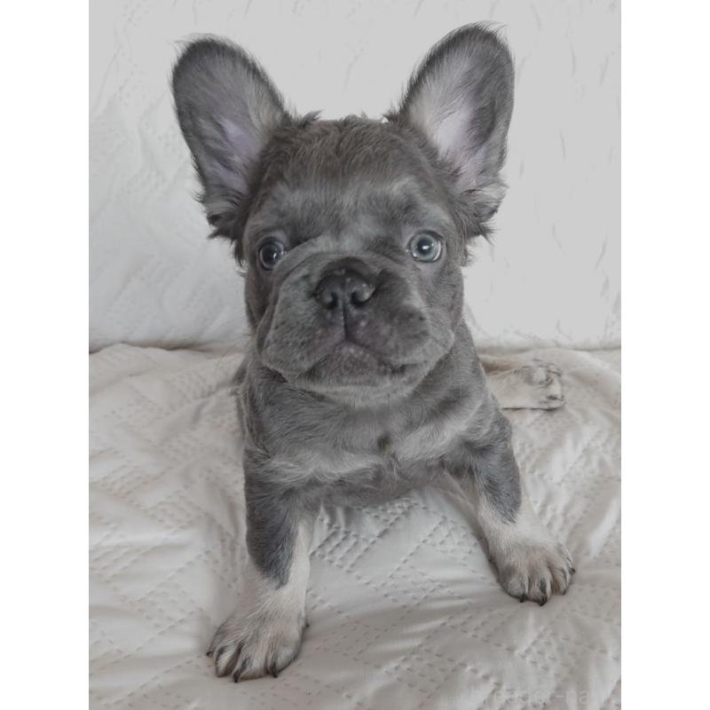 販売中の島根県のフレンチブルドッグ-451203