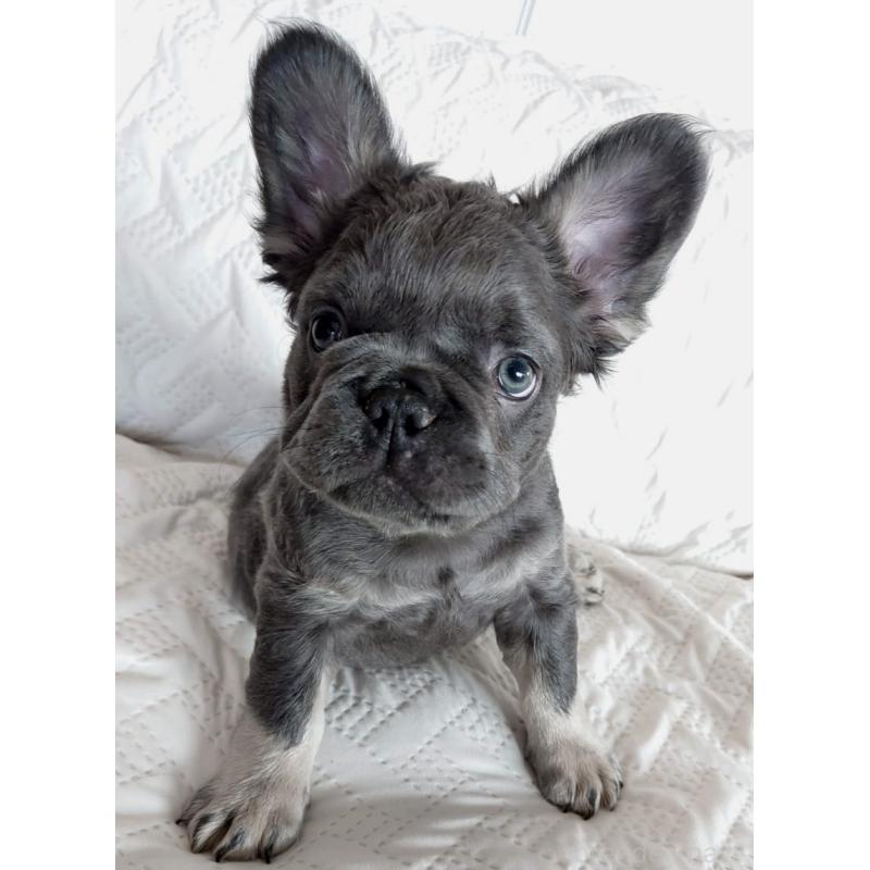 販売中の島根県のフレンチブルドッグ-451203の4枚目