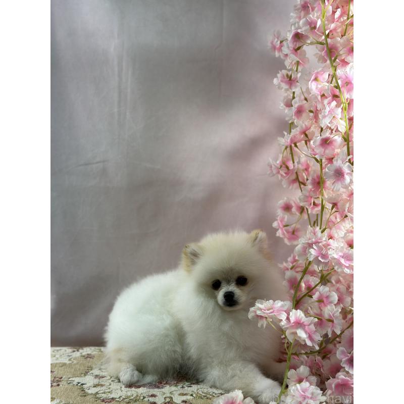 販売中の京都府のポメラニアン-437553の7枚目