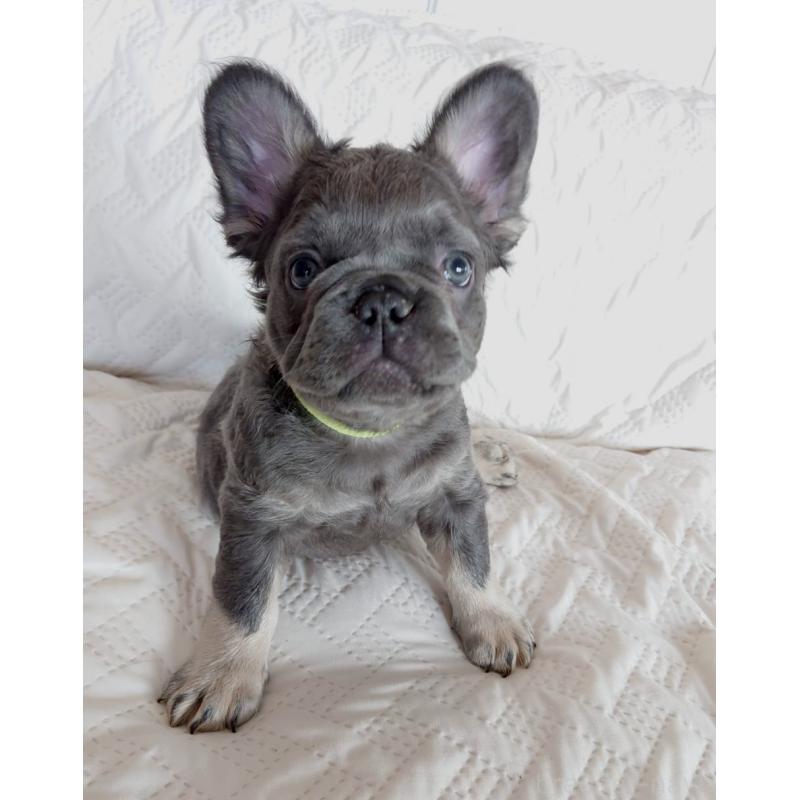 販売中の島根県のフレンチブルドッグ-451203の2枚目