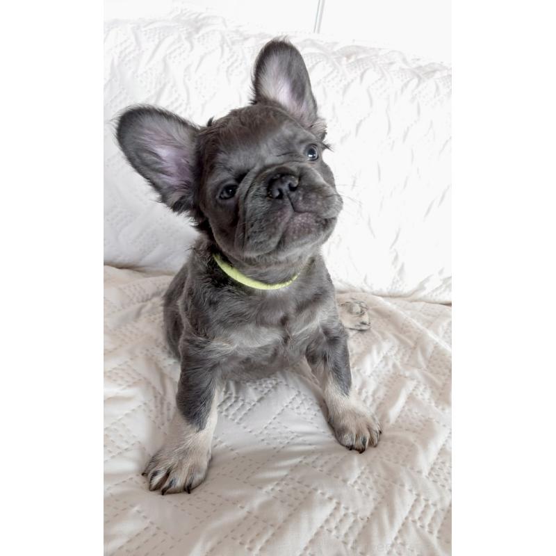 販売中の島根県のフレンチブルドッグ-451203の3枚目