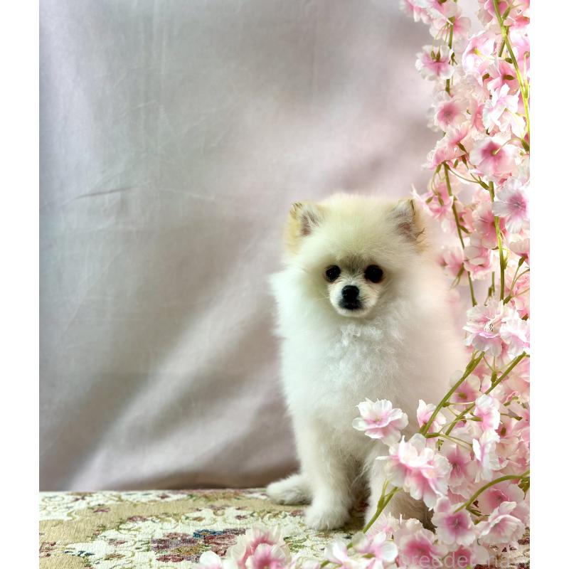 販売中の京都府のポメラニアン-437553の6枚目