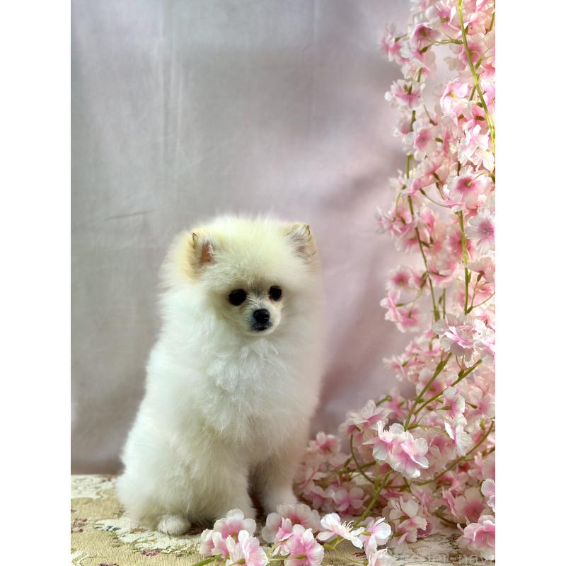 販売中の京都府のポメラニアン-437553の5枚目