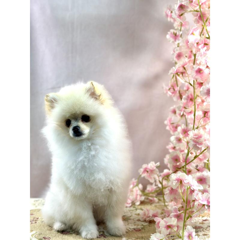 販売中の京都府のポメラニアン-437553の3枚目