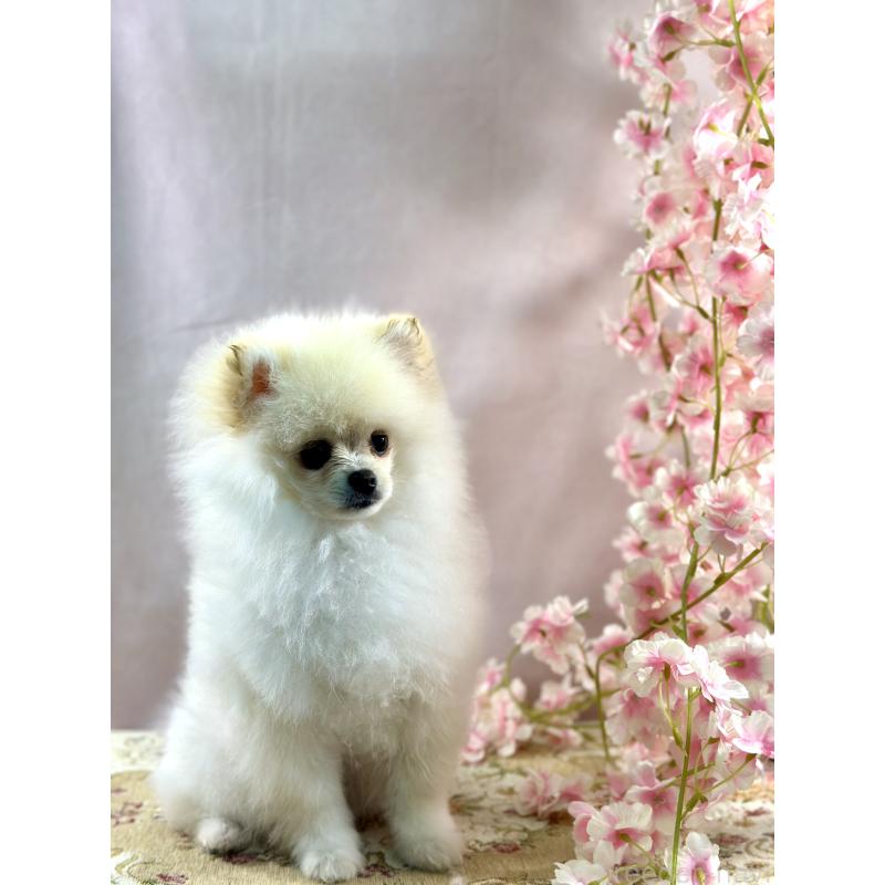 販売中の京都府のポメラニアン-437553の2枚目