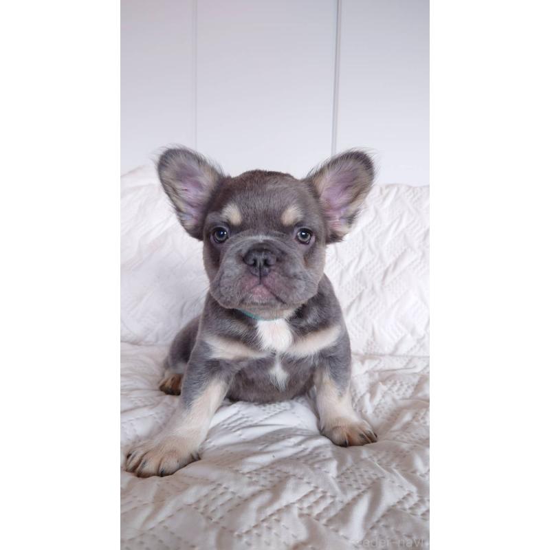 販売中の島根県のフレンチブルドッグ-451063