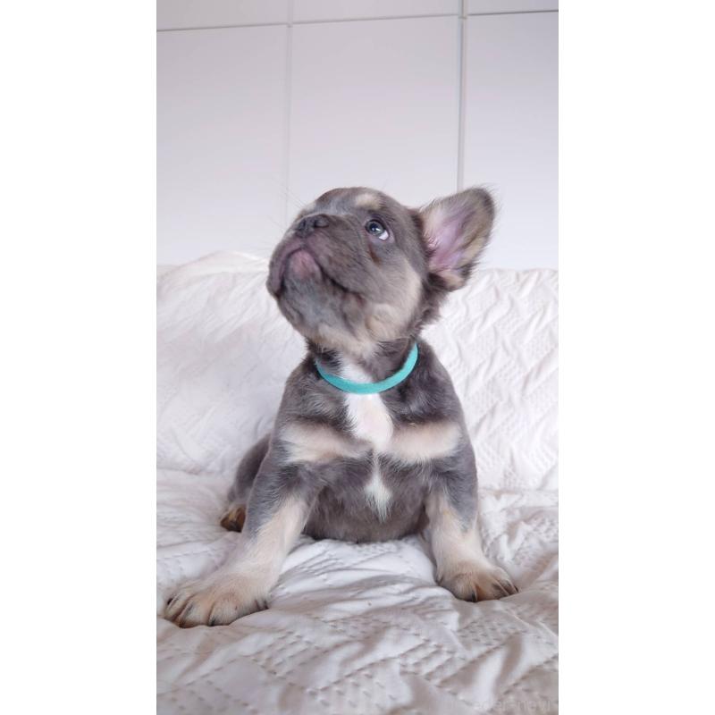 販売中の島根県のフレンチブルドッグ-451063の5枚目