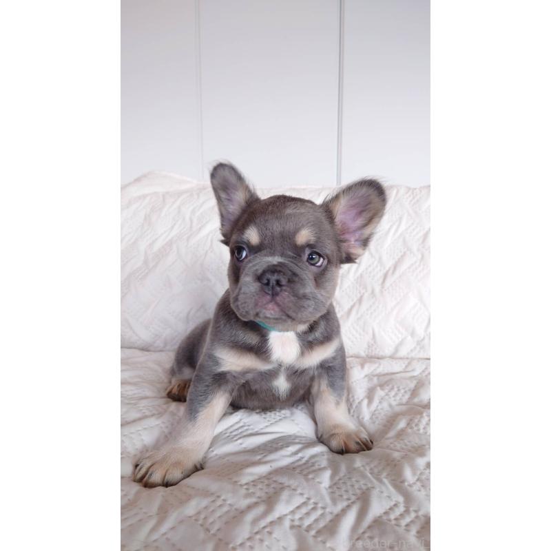 販売中の島根県のフレンチブルドッグ-451063の3枚目