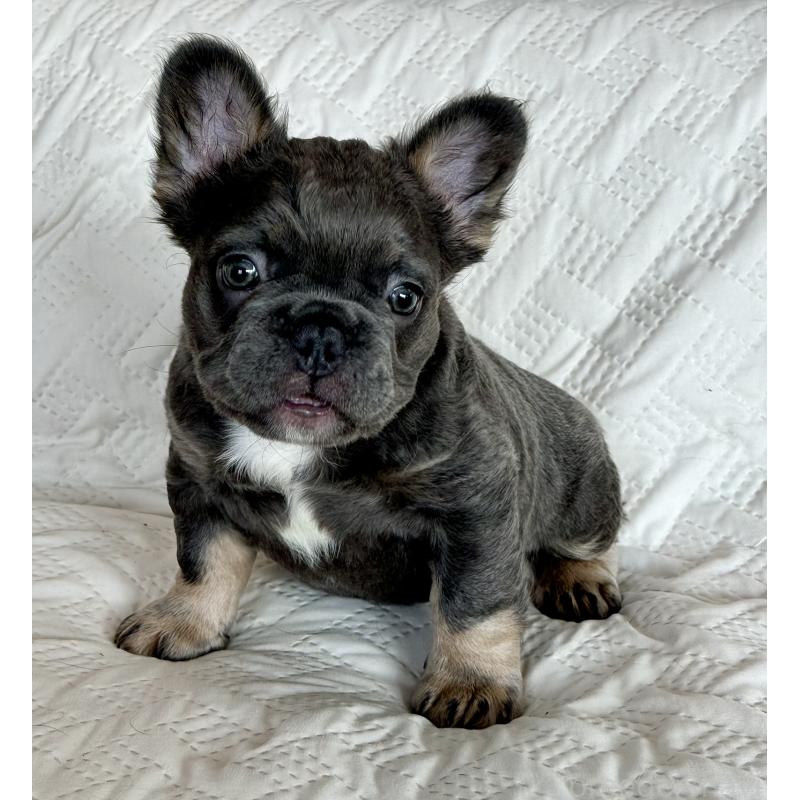 販売中の島根県のフレンチブルドッグ-452187の5枚目