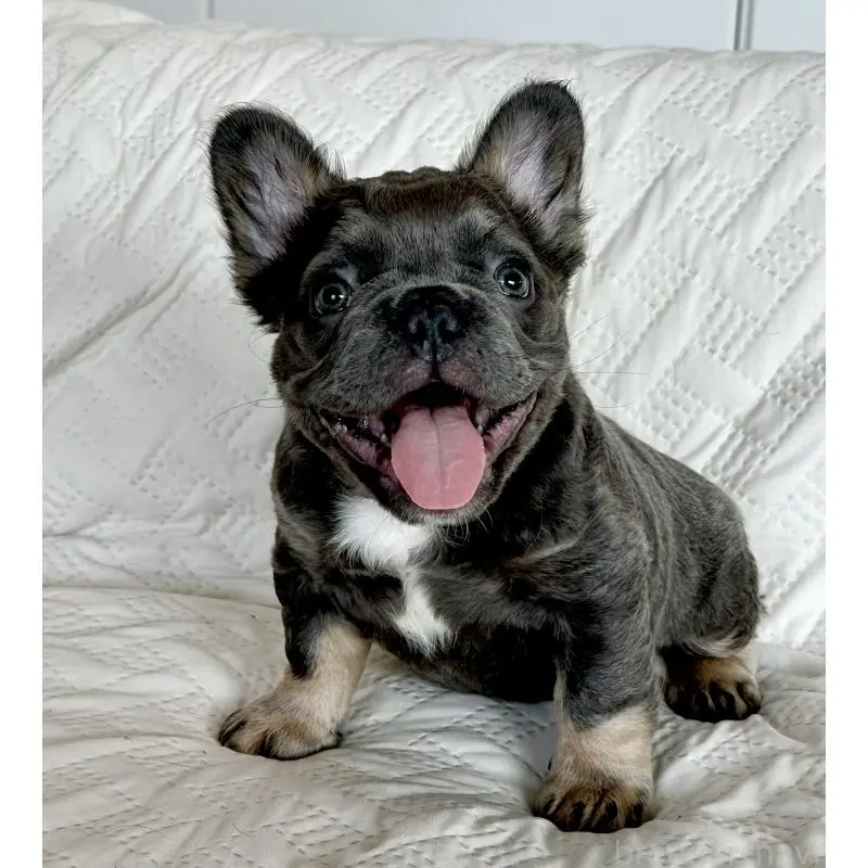 販売中の島根県のフレンチブルドッグ-452187の4枚目