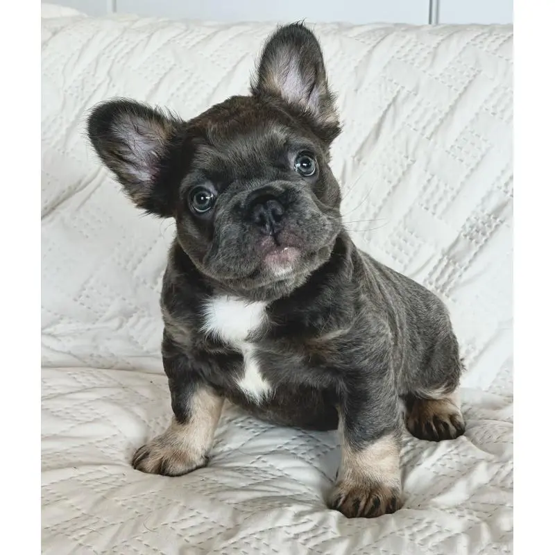販売中の島根県のフレンチブルドッグ-452187の3枚目