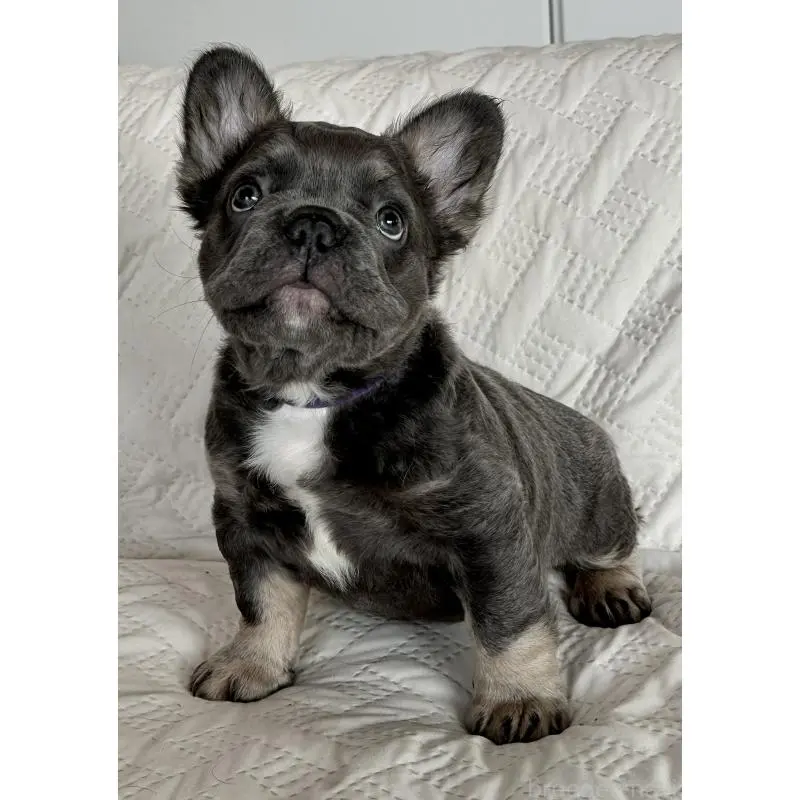 販売中の島根県のフレンチブルドッグ-452187の2枚目