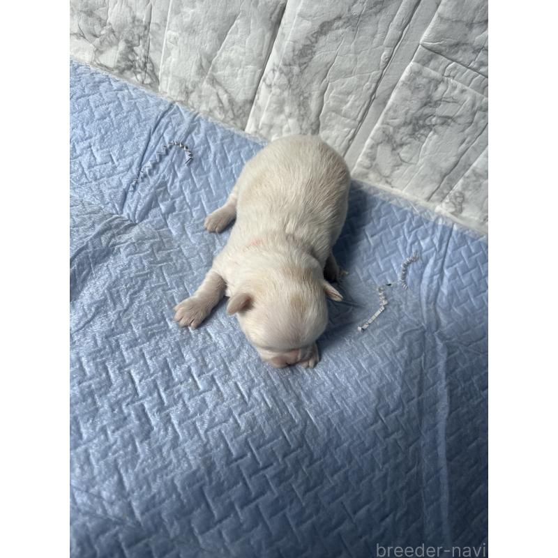 販売中の茨城県のチワワ(ロングコート)-452186の2枚目