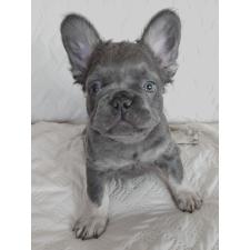 ♀︎フレンチブルドッグ