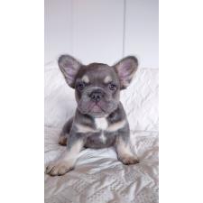 ♀︎フレンチブルドッグ