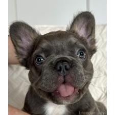 ♀︎フレンチブルドッグ