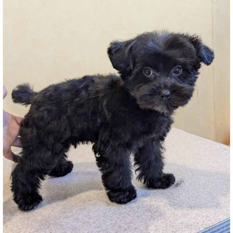 販売中の京都府のミックス犬-444138の3枚目