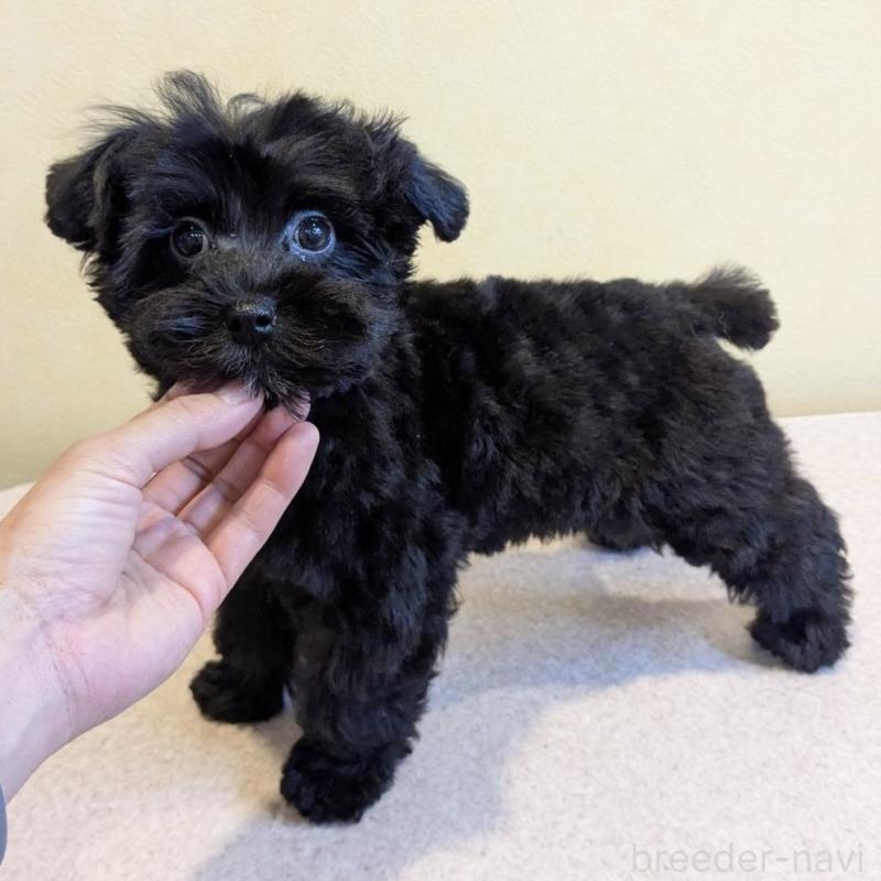 販売中の京都府のミックス犬-444138の2枚目