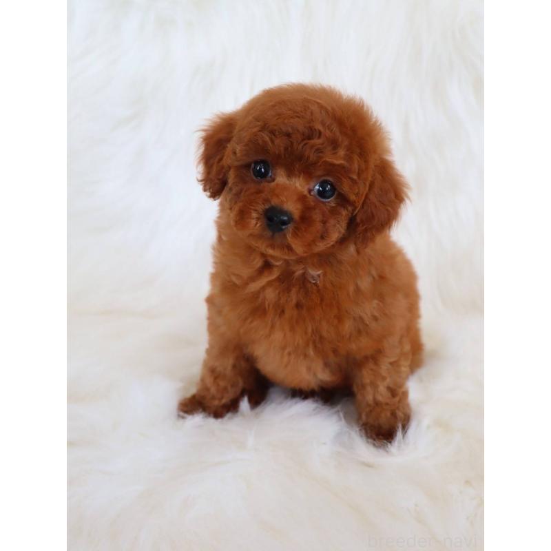 販売中の岡山県のタイニープードル-452361の2枚目