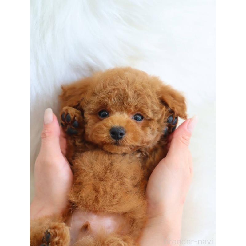 販売中の岡山県のタイニープードル-452363の3枚目