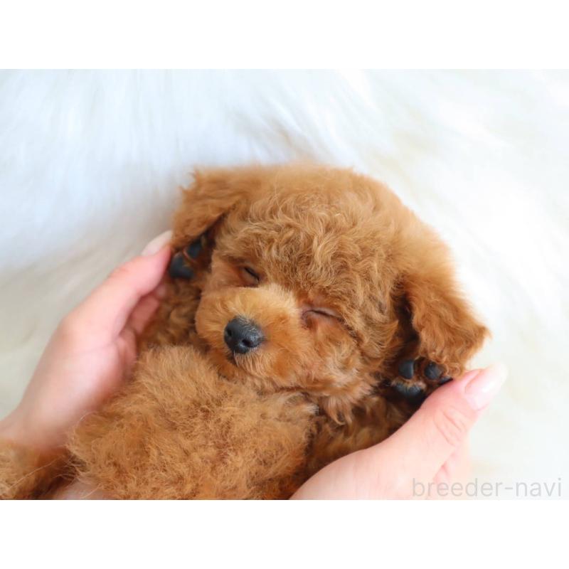 販売中の岡山県のタイニープードル-452363の2枚目