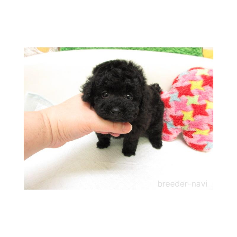 販売中の大阪府のトイプードル-452364の2枚目