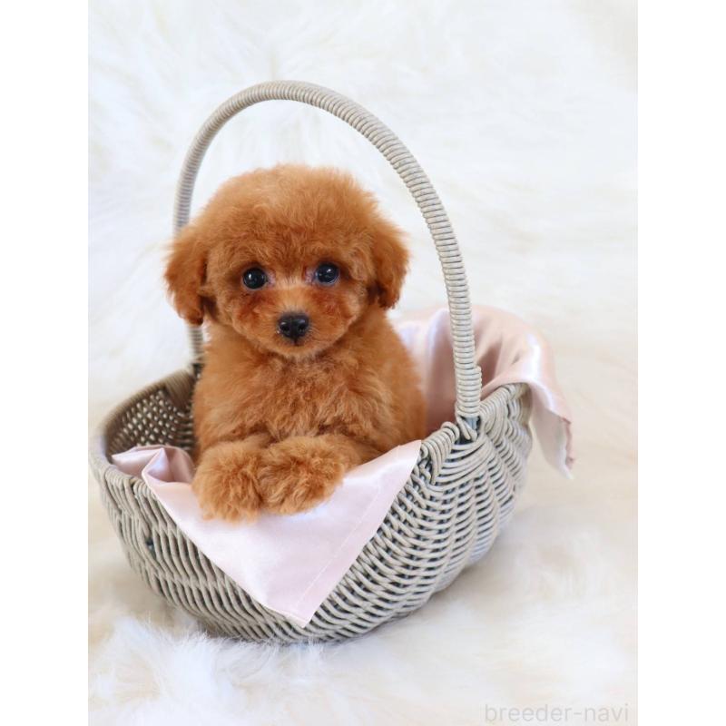 販売中の岡山県のタイニープードル-452365の3枚目