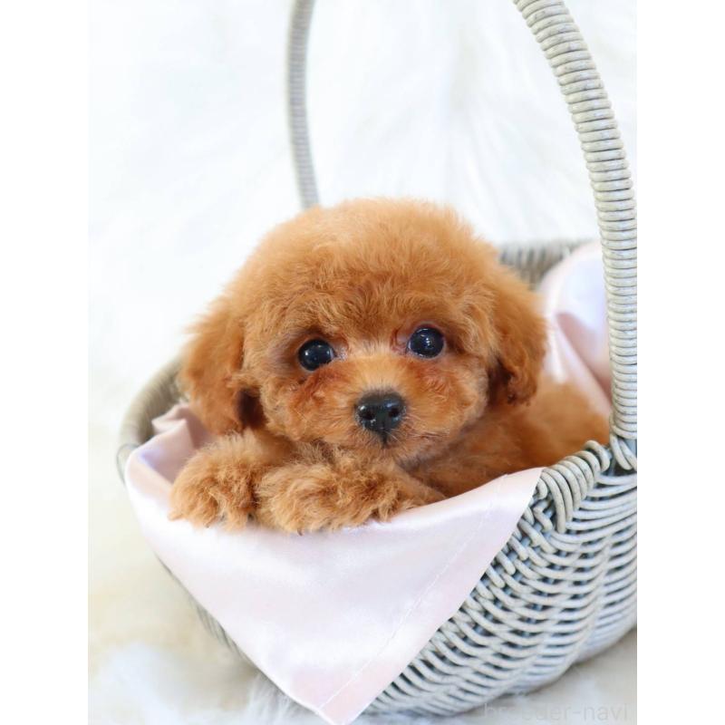 販売中の岡山県のタイニープードル-452365の2枚目