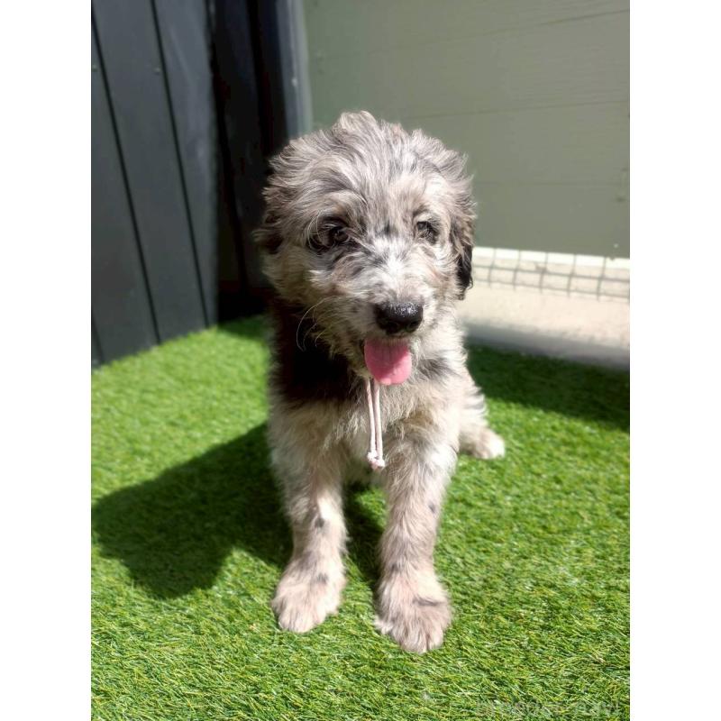 販売中の長野県のミックス犬-442539