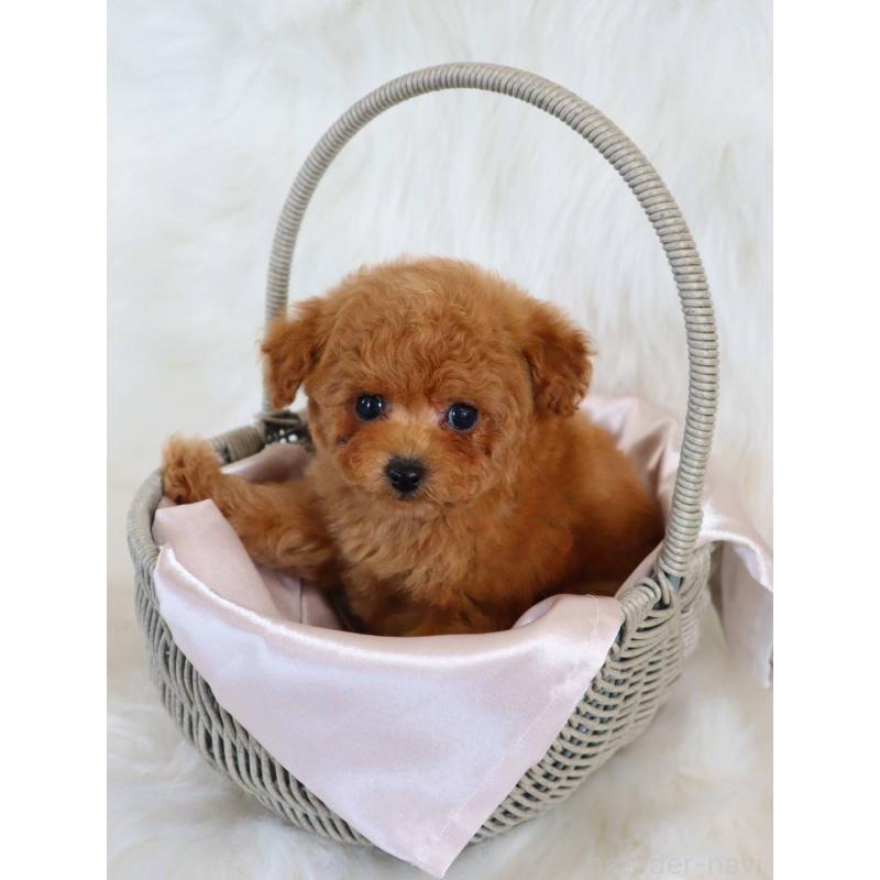 販売中の岡山県のタイニープードル-452366の3枚目