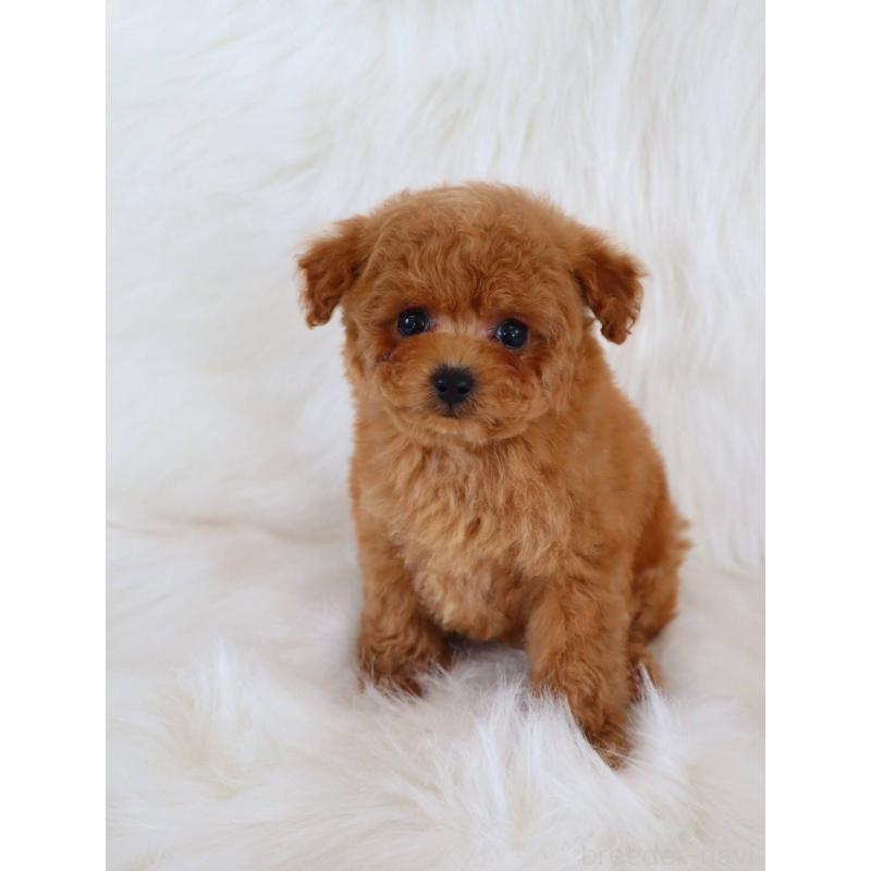 販売中の岡山県のタイニープードル-452366の2枚目