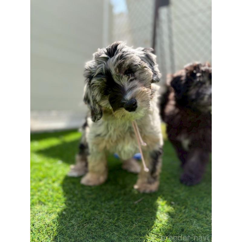 販売中の長野県のミックス犬-439239