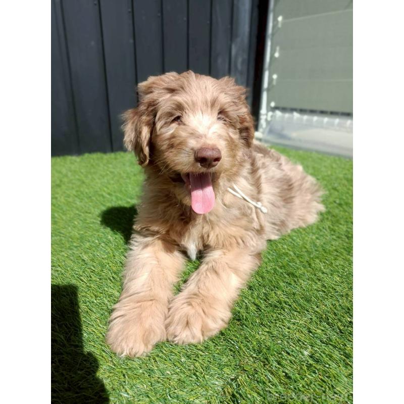 販売中の長野県のミックス犬-442540の4枚目