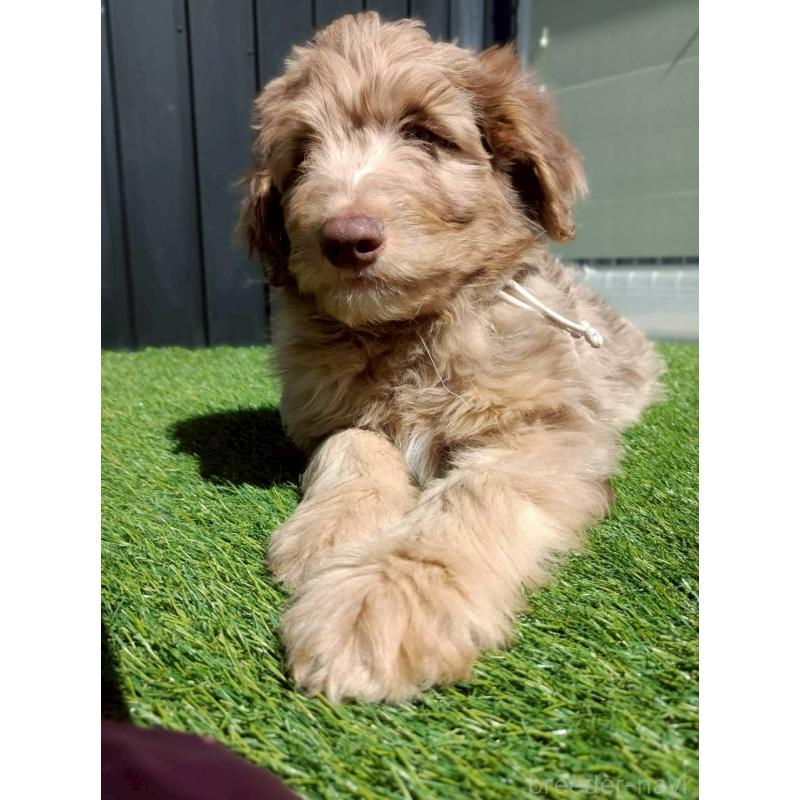 販売中の長野県のミックス犬-442540の3枚目