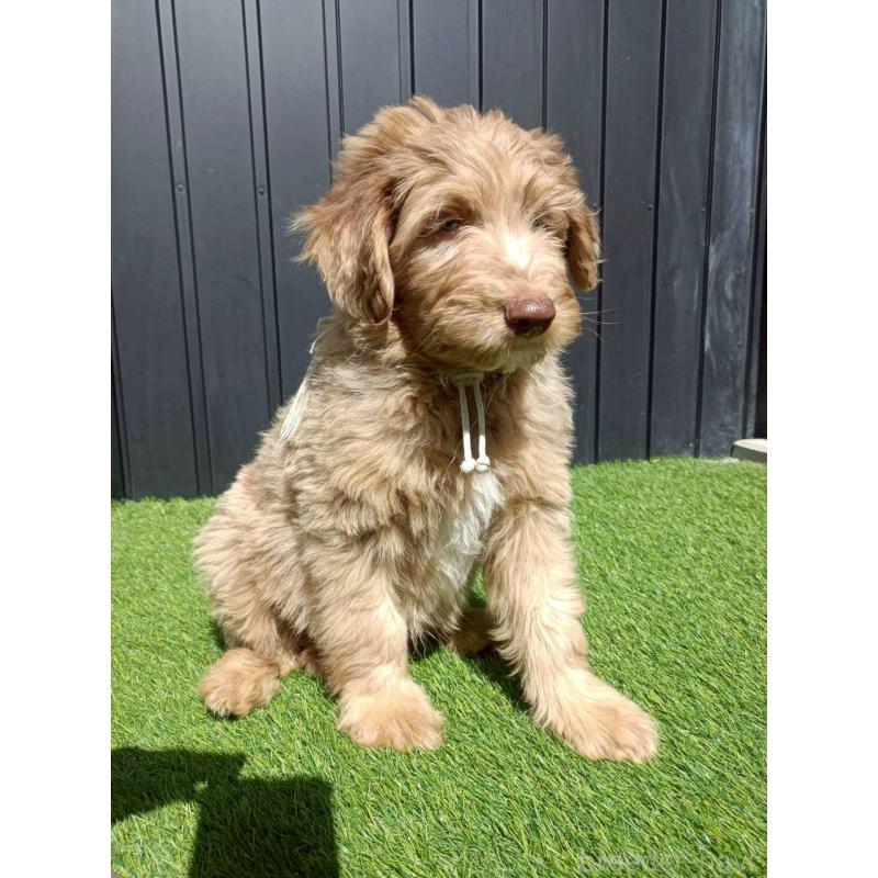 販売中の長野県のミックス犬-442540の2枚目