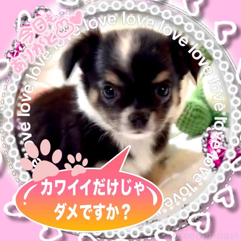 販売中の大阪府のチワワ(ロングコート)-452368の12枚目