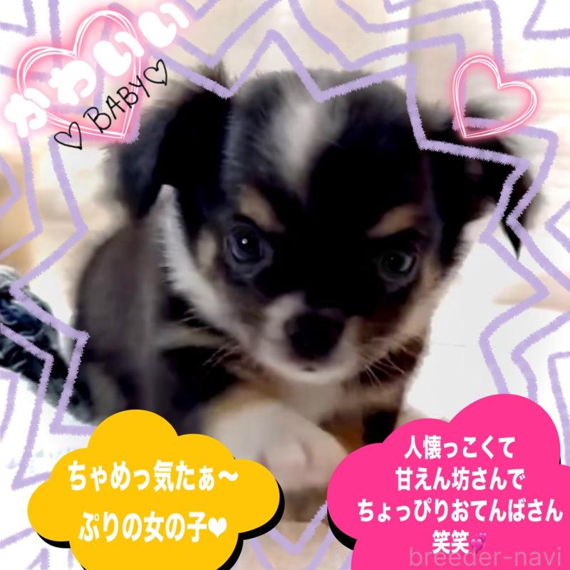 販売中の大阪府のチワワ(ロングコート)-452368の10枚目