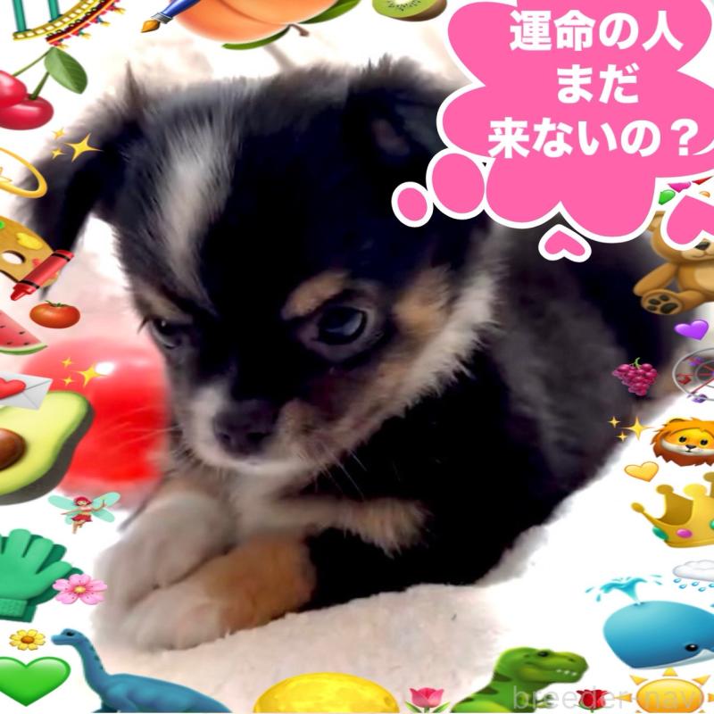 販売中の大阪府のチワワ(ロングコート)-452368の9枚目