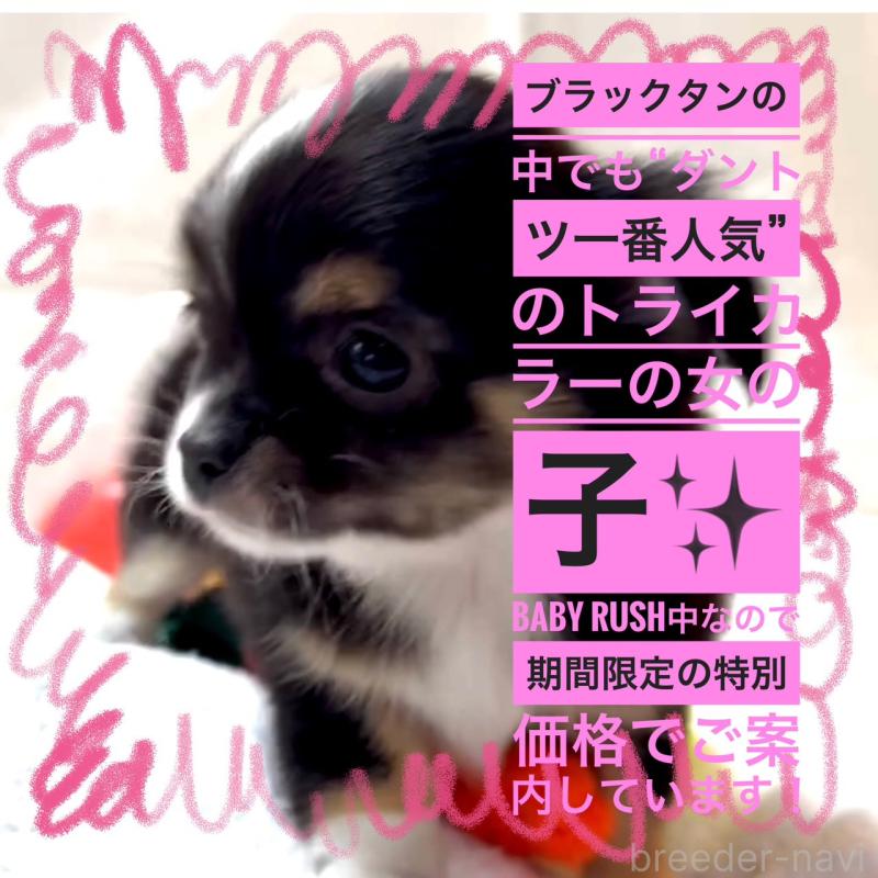 販売中の大阪府のチワワ(ロングコート)-452368の8枚目