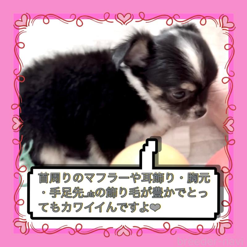 販売中の大阪府のチワワ(ロングコート)-452368の7枚目