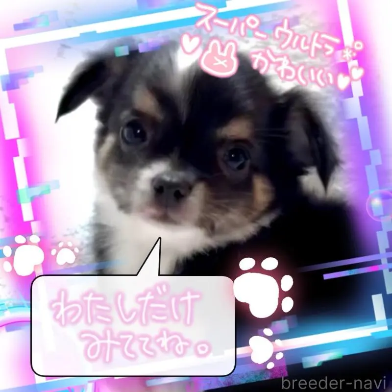 販売中の大阪府のチワワ(ロングコート)-452368の6枚目