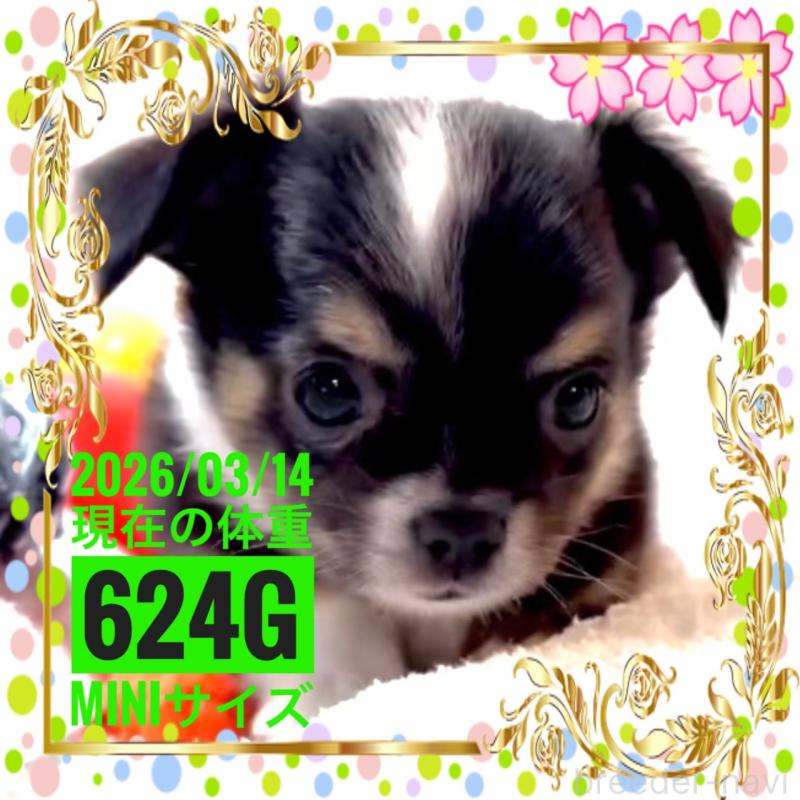 販売中の大阪府のチワワ(ロングコート)-452368の5枚目