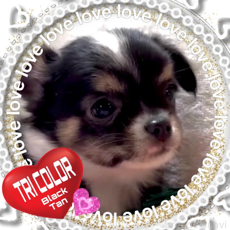 販売中の大阪府のチワワ(ロングコート)-452368の3枚目