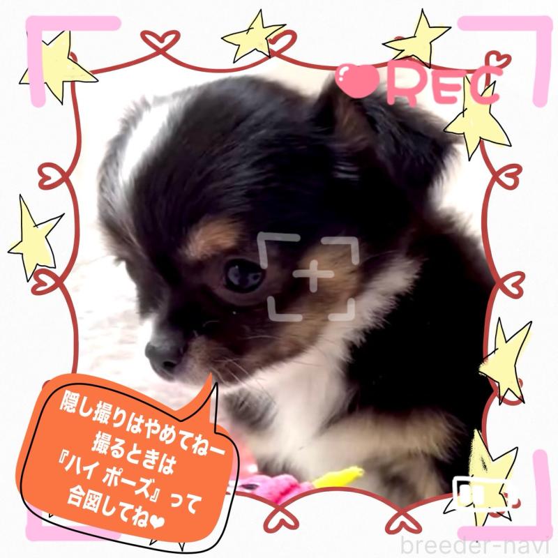 販売中の大阪府のチワワ(ロングコート)-452368の2枚目